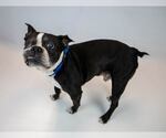 Small #4 Boston Terrier