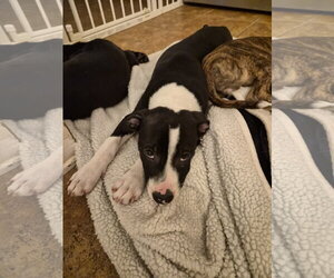 PoBoy - Zoey's Litter - Male American Pit Bull Terrier-Border Collie Mix Dog for Adoption - Photo #14