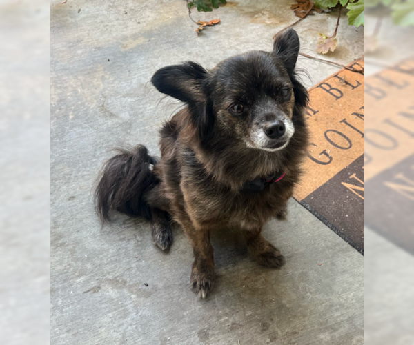 Medium Photo #3 Chihuahua-Unknown Mix Puppy For Sale in Ventura, CA, USA