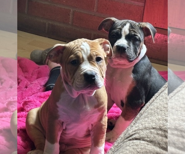 Medium Photo #1 American Bully Puppy For Sale in VILLA RICA, GA, USA