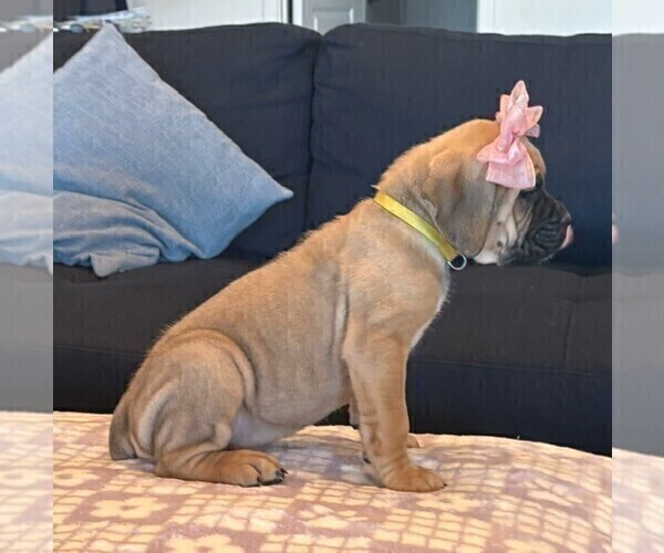 Medium Photo #4 Cane Corso Puppy For Sale in DOWNEY, CA, USA