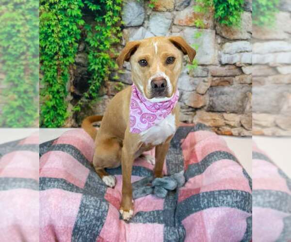 Medium Photo #4 Labrador Retriever-Unknown Mix Puppy For Sale in Kennesaw, GA, USA