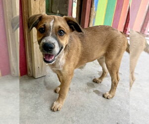 Australian Shepherd-Unknown Mix Dogs for adoption in Williamsburg, NM, USA