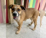 Bear - Male Australian Shepherd-Unknown Mix Dog for Adoption - Small photo