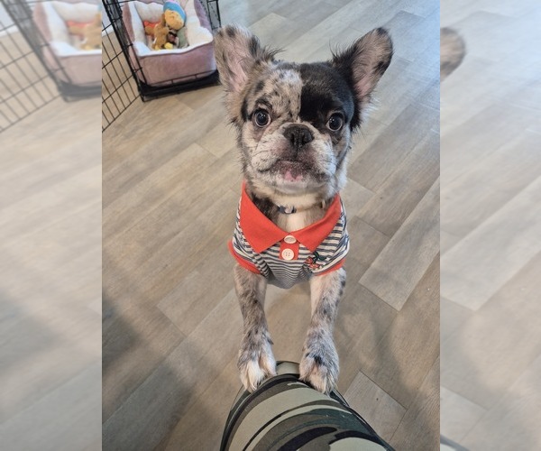 Medium Photo #1 French Bulldog Puppy For Sale in BURLESON, TX, USA