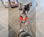 Small French Bulldog
