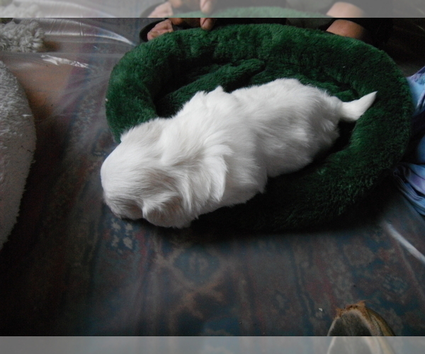 Medium Photo #6 Coton de Tulear Puppy For Sale in COLUMBIA, MO, USA