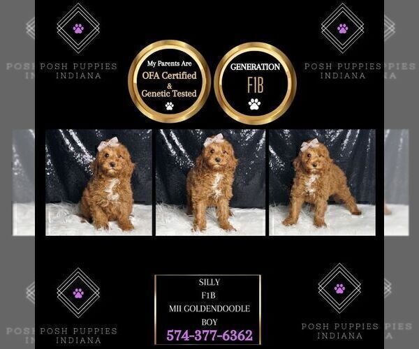 Medium Photo #62 Goldendoodle (Miniature) Puppy For Sale in WARSAW, IN, USA