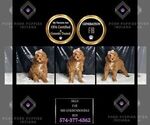 Small Photo #62 Goldendoodle (Miniature) Puppy For Sale in WARSAW, IN, USA