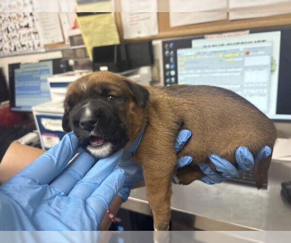 Medium Photo #1 German Shepherd Dog-Unknown Mix Puppy For Sale in San Bernardino, CA, USA