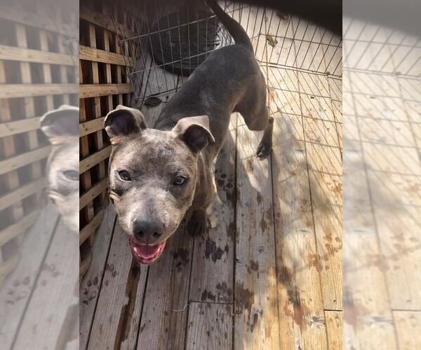 Medium Photo #4 American Staffordshire Terrier-Unknown Mix Puppy For Sale in Fair Oaks, CA, USA