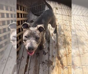 Norah - Female American Staffordshire Terrier-Unknown Mix Dog for Adoption - Photo #4