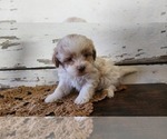 Puppy Lola Mal-Shi-Poodle (Miniature) Mix