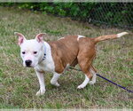 Small #1 Bulldog Mix