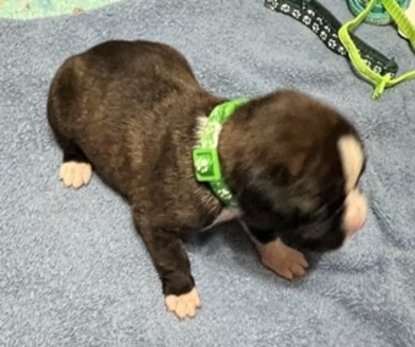 Medium Photo #1 Boxer Puppy For Sale in BLOOMINGTON, IL, USA