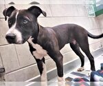 Small Photo #1 American Pit Bull Terrier-Unknown Mix Puppy For Sale in Anchorage, AK, USA