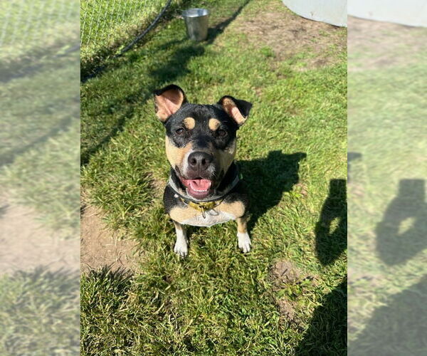 Medium Photo #4 Mutt Puppy For Sale in South Bend, IN, USA