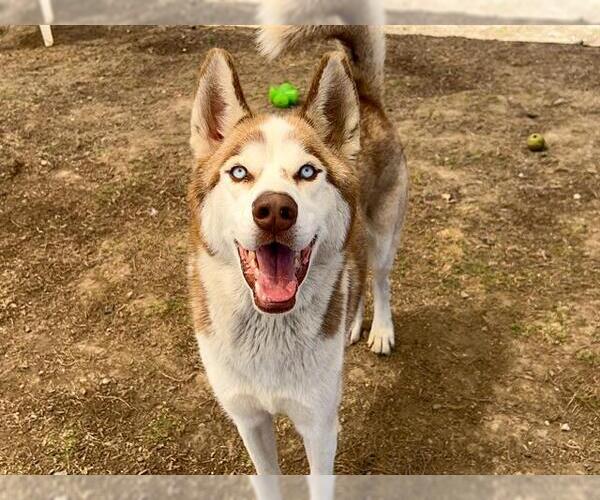 Medium Photo #2 Siberian Husky Puppy For Sale in Orange, CA, USA