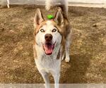 Small #1 Siberian Husky