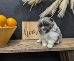 Small Photo #17 Pomeranian Puppy For Sale in GOSHEN, IN, USA