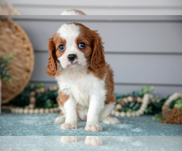 Medium Photo #8 Cavalier King Charles Spaniel Puppy For Sale in WOLCOTTVILLE, IN, USA