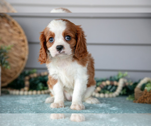 Medium Cavalier King Charles Spaniel