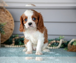 Puppy Jessica Cavalier King Charles Spaniel