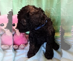 Poodle (Standard) Puppy for sale in EASTMAN, WI, USA