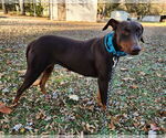 Small #5 Doberman Pinscher