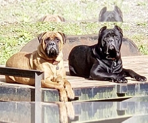 Father of the Cane Corso puppies born on 01/06/2020