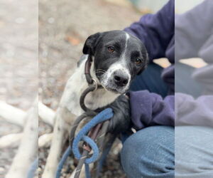 Mutt Dogs for adoption in Elmsford, NY, USA