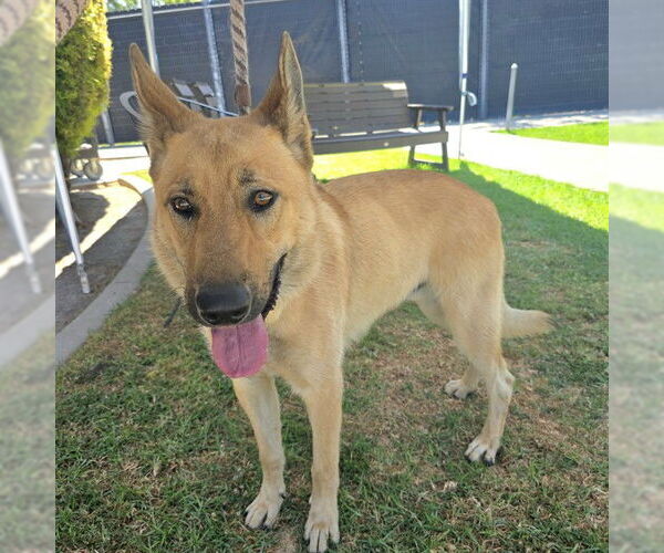 Medium Photo #1 German Shepherd Dog Puppy For Sale in Long Beach, CA, USA