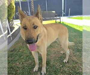 German Shepherd Dog Dogs for adoption in Long Beach, CA, USA