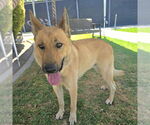 Small German Shepherd Dog