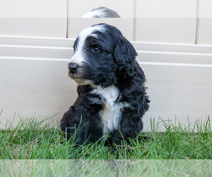 Bernedoodle (Miniature) Puppy for sale in ROY, UT, USA