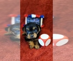 Small #8 Yorkshire Terrier