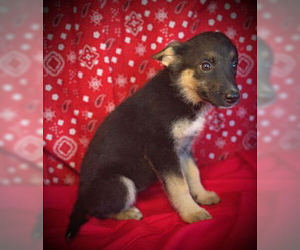 Medium Photo #2 Australian Kelpie-Unknown Mix Puppy For Sale in Pleasanton, TX, USA