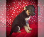 Small #1 Australian Kelpie Mix