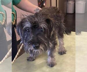 Mutt Dogs for adoption in Rockwall, TX, USA