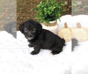 Miniature Labradoodle Puppy for sale in FREDERICKSBG, OH, USA