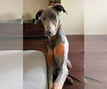 Small #11 Doberman Pinscher