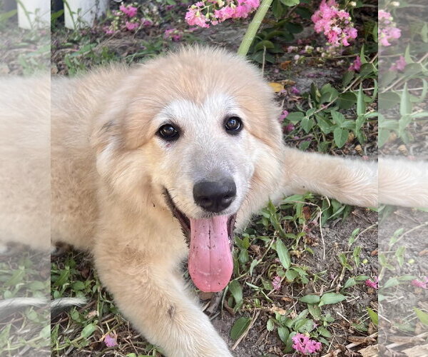 Medium Photo #3 Great Pyrenees Puppy For Sale in Spring, TX, USA