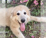 Small #2 Great Pyrenees