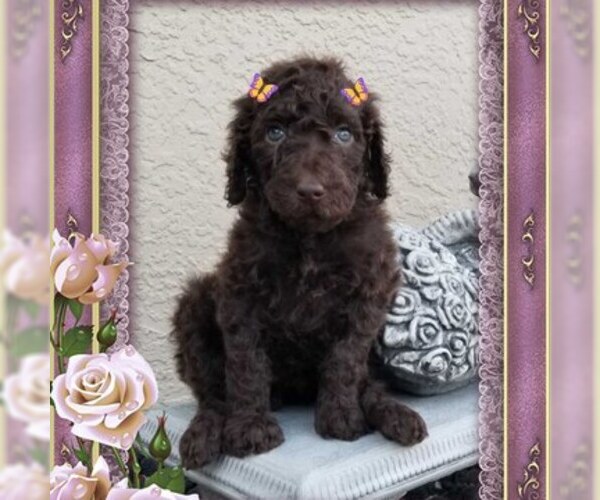 Medium Photo #6 Poodle (Standard) Puppy For Sale in CAPE CORAL, FL, USA