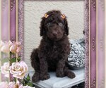Small Photo #6 Poodle (Standard) Puppy For Sale in CAPE CORAL, FL, USA