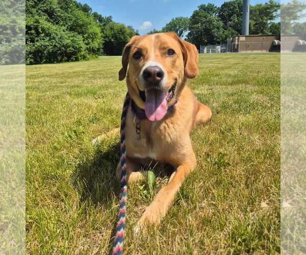Medium Photo #2 Labrenees Puppy For Sale in Techny, IL, USA