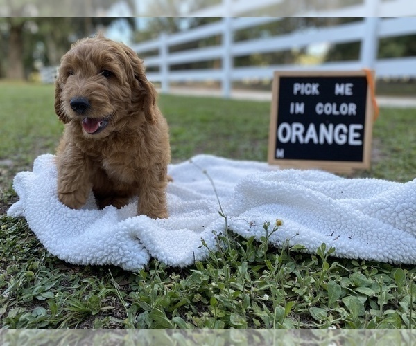 Medium Photo #8 Golden Retriever-Poodle (Toy) Mix Puppy For Sale in LITHIA, FL, USA
