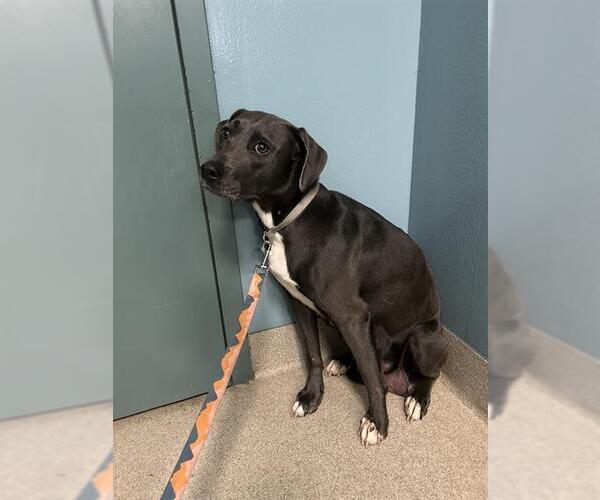 Medium Photo #1 Mutt Puppy For Sale in Newton, NC, USA