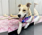 Small Photo #5 Carolina Dog-Siberian Husky Mix Puppy For Sale in Corning, AR, USA
