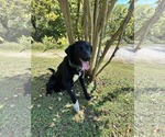 Small #1 Mutt
